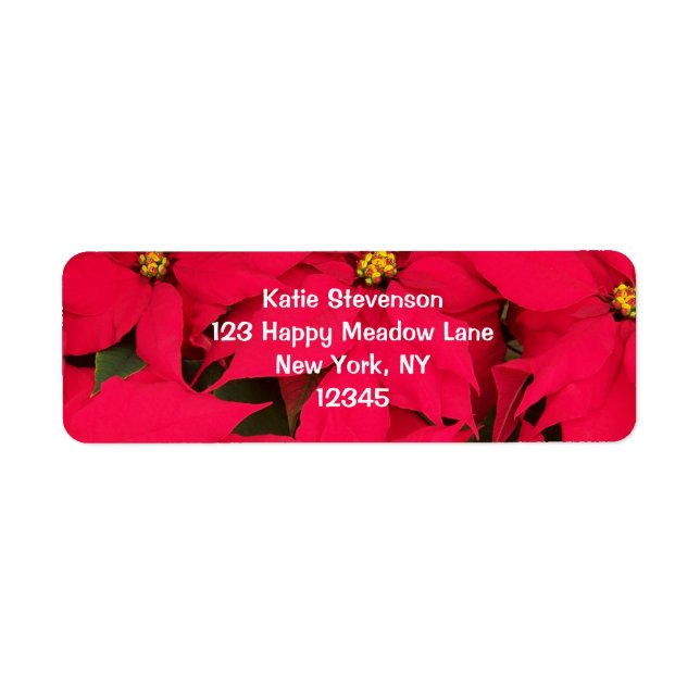 A bunch of Brightly Coloured Christmas Poinsettias (Front)