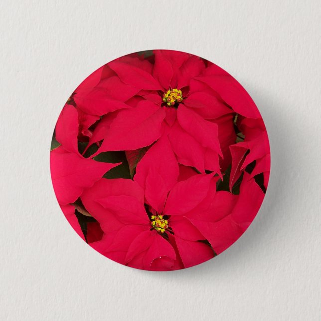 A bunch of Brightly Coloured Christmas Poinsettias 2 Inch Round Button (Front)