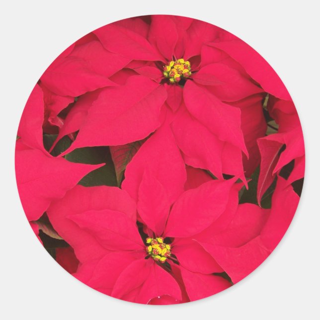 A bunch of Brightly Coloured Christmas Poinsettias Classic Round Sticker (Front)
