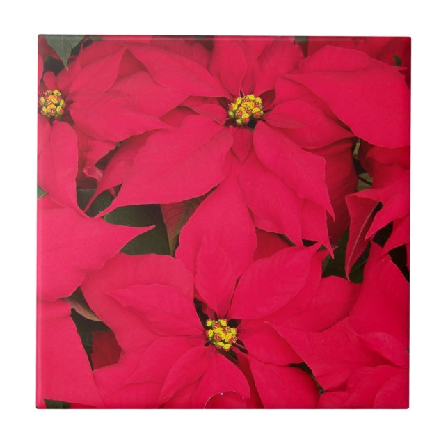 A bunch of Brightly Coloured Christmas Poinsettias Tile (Front)