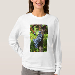 A bunch of grapes ripe merlot on a vine with T-Shirt