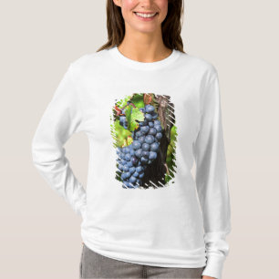 A bunch of grapes ripe merlot on a vine with T-Shirt