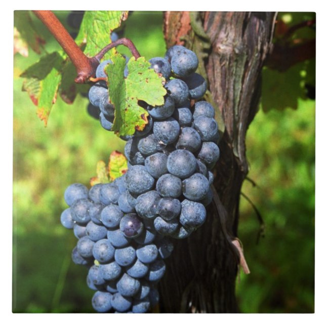 A bunch of grapes ripe merlot on a vine with tile (Front)
