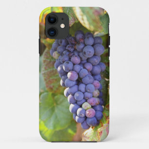A bunch of Pinot Noir grapes in a Chambertin iPhone 11 Case