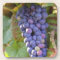 A bunch of Pinot Noir grapes in a Chambertin