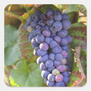A bunch of Pinot Noir grapes in a Chambertin Square Sticker