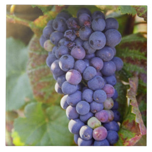 A bunch of Pinot Noir grapes in a Chambertin Tile