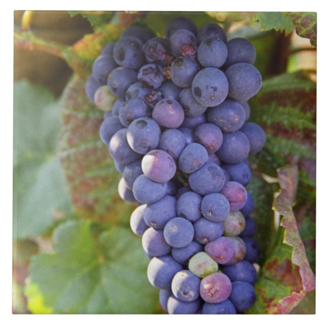 A bunch of Pinot Noir grapes in a Chambertin Tile (Front)