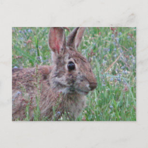 A Bunny Rabbit In Wildflowers Meadow Scene Postcard