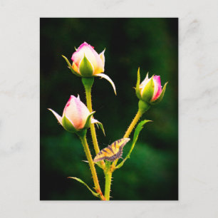 A butterfly and roses holiday postcard