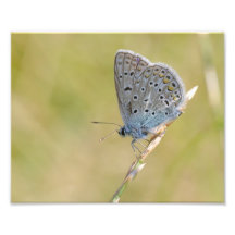 A butterfly