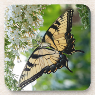 A butterfly with yellow and black wings coaster