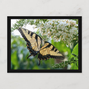 A butterfly with yellow and black wings postcard