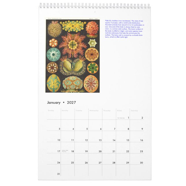 A Calendar from the Drawings of Ernst Haeckel. (Jan 2027)