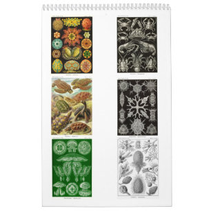 A Calendar from the Drawings of Ernst Haeckel.
