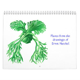 A calendar of plants of Ernst Haeckel