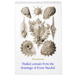 A calendar of shell drawings of Ernst Haeckel