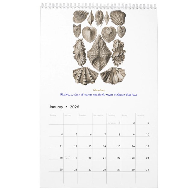 A calendar of shell drawings of Ernst Haeckel (Jan 2026)