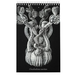 A calendar of some drawings of Ernst Haeckel