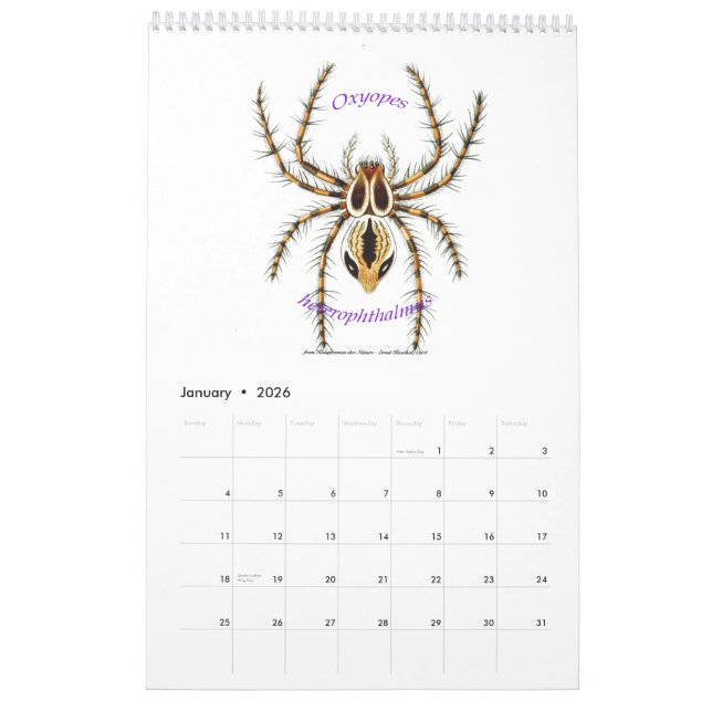A calendar of spiders by Ernst Haeckel. (Jan 2026)