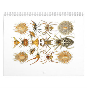 A calendar of spiders by Ernst Haeckel.