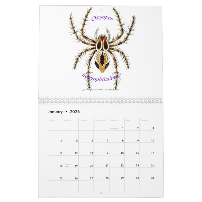 A calendar of spiders by Ernst Haeckel. (Jan 2026)