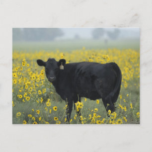 A calf amid the sunflowers of the Nebraska Postcard