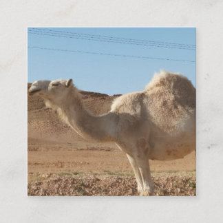 A camel square business card