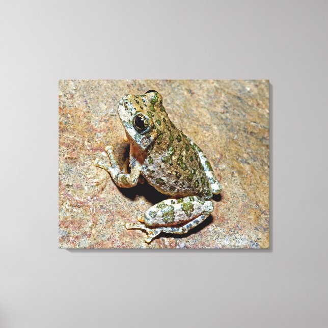 A Canyon Treefrog Canvas Print (Front)
