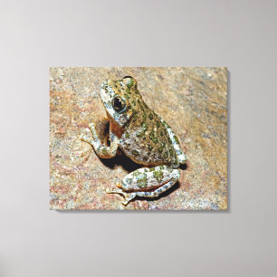 A Canyon Treefrog Canvas Print