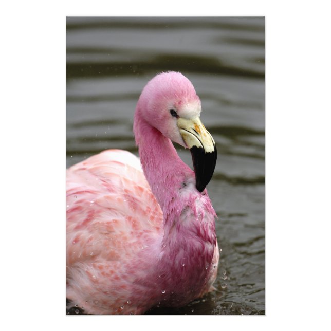 A captive photo of a Andean Flamingo (Front)