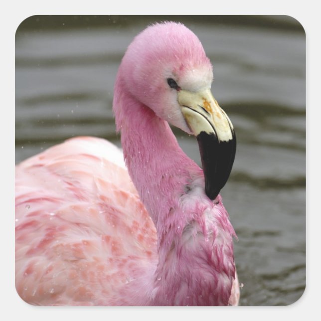 A captive photo of a Andean Flamingo Square Sticker (Front)