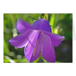 A card purple bell flower: have a