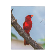 A Cardinal 11 x 14 Metal Wall Art