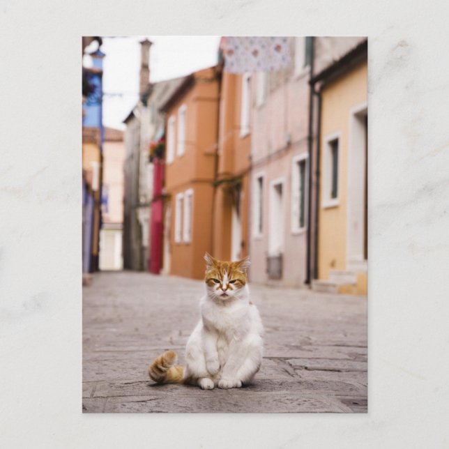 A cat in the streets of Burano, Italy.  2006. Postcard (Front)