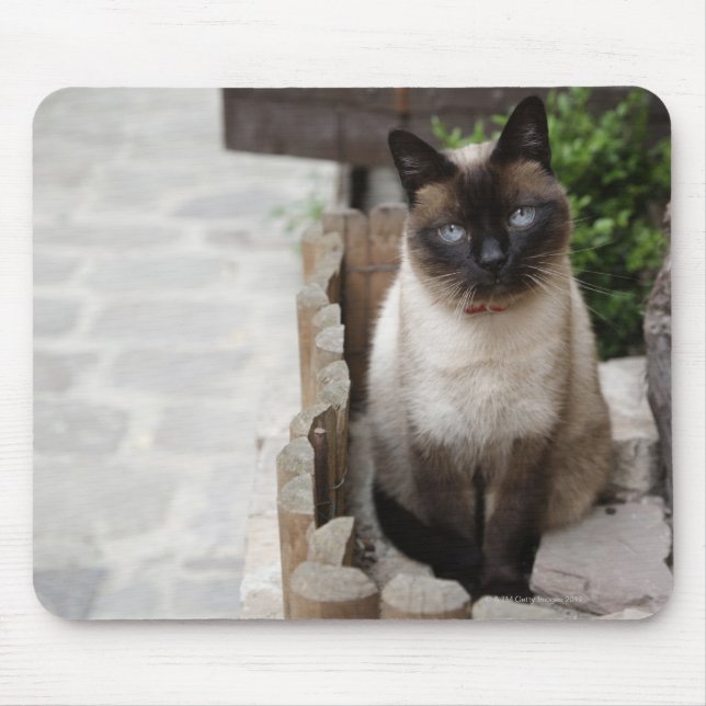 A Cat Mouse Pad (Front)