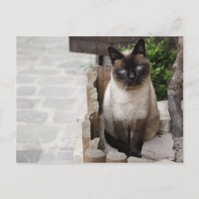 A Cat Postcard (Front)