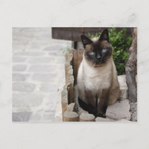 A Cat Postcard