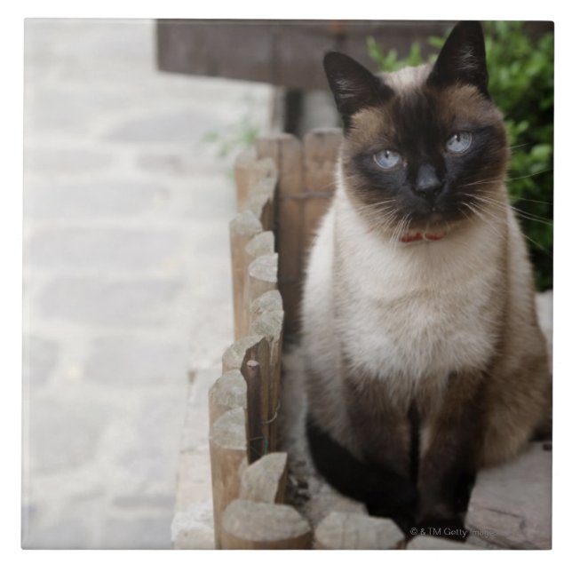 A Cat Tile (Front)
