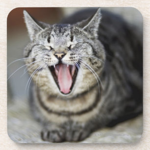 A cat yawning, Sweden. Coaster