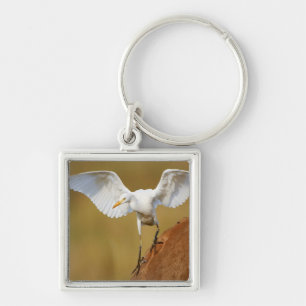 A Cattle Egret (Bubulcus Ibis) Descends Keychain