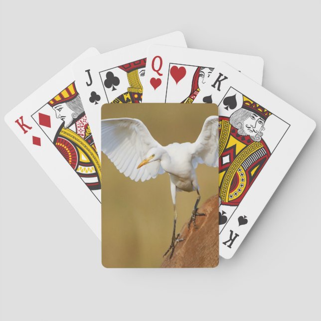 A Cattle Egret (Bubulcus Ibis) Descends Playing Cards (Back)