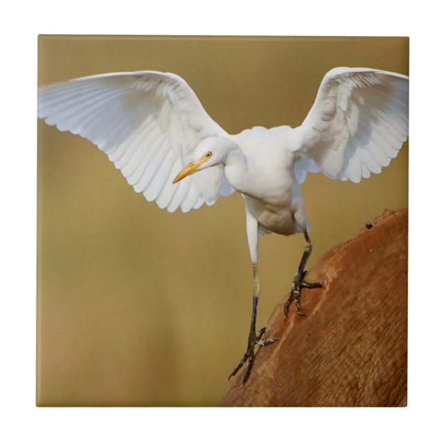 A Cattle Egret (Bubulcus Ibis) Descends Tile (Front)