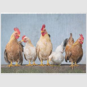 A Chaotic Chicken Portrait Part 1 Tissue Paper