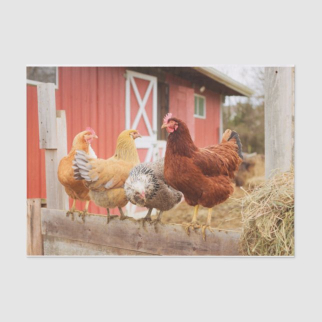 A Chaotic Chicken Portrait Part 2 Tissue Paper (Front)