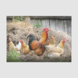 A Chaotic Chicken Portrait Part 3 Tissue Paper