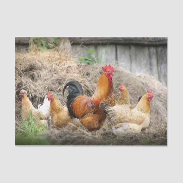 A Chaotic Chicken Portrait Part 3 Tissue Paper (Front)