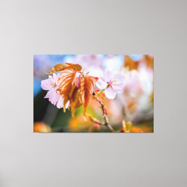 A Charming Sakura Flower On A Twig In Spring Canvas Print (Front)