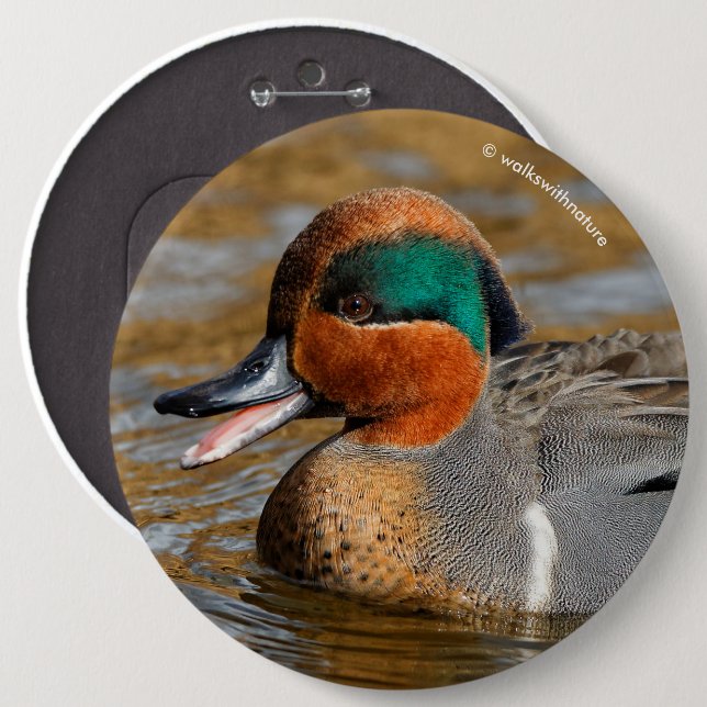 A Chatty Green-Winged Teal Duck at the Pond 6 Inch Round Button (Front & Back)