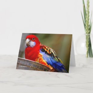 A Cheeky and Colourful Eastern Rosella Holiday Card